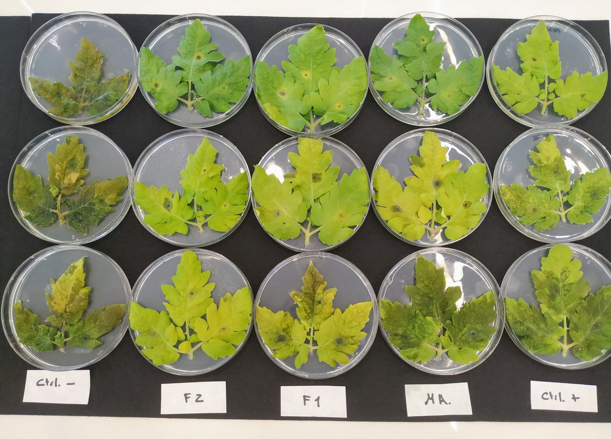 AS PLANTAS NÃO ESTÃO INDEFESAS - o sistema imune das plantas