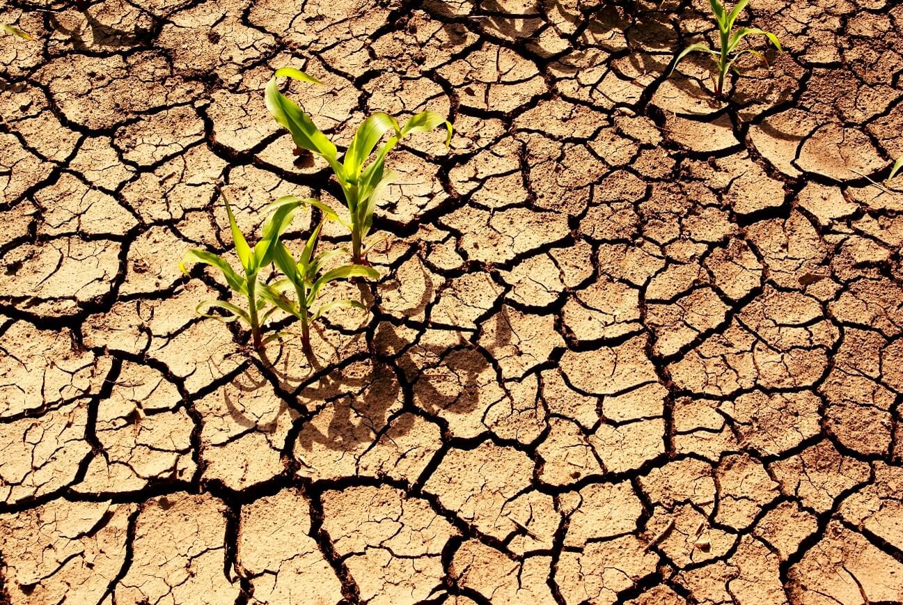 Como a seca afeta a agricultura?
