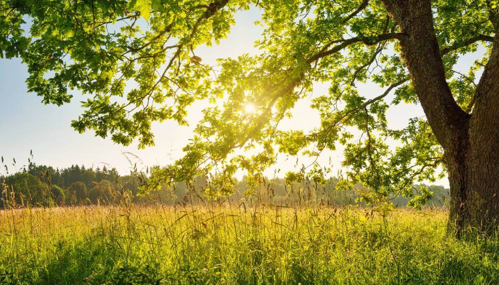 Natural and Productive agriculture