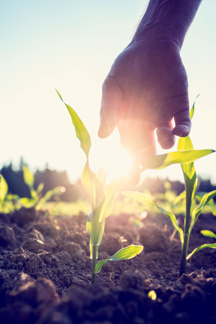 Morfología y comportamiento de las - Agricultura orgánica.