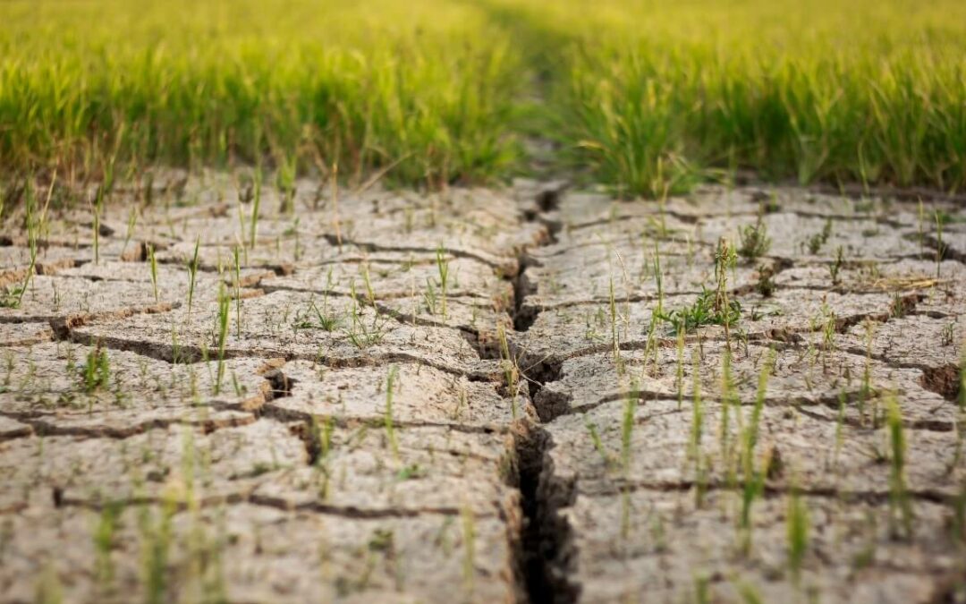 Cómo afecta el cambio climático a la fenología y producción de los cultivos