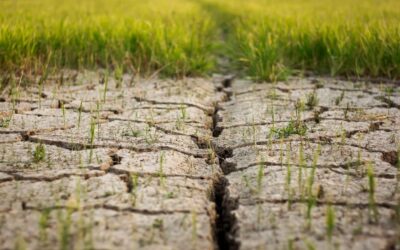 ¿Cómo afecta el cambio climático a la fenología y producción de los cultivos?