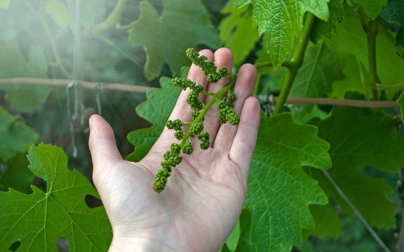 Cambio climático y fenología de las plantas