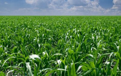 Biopesticidas: la alternativa saludable para la protección de los cultivos