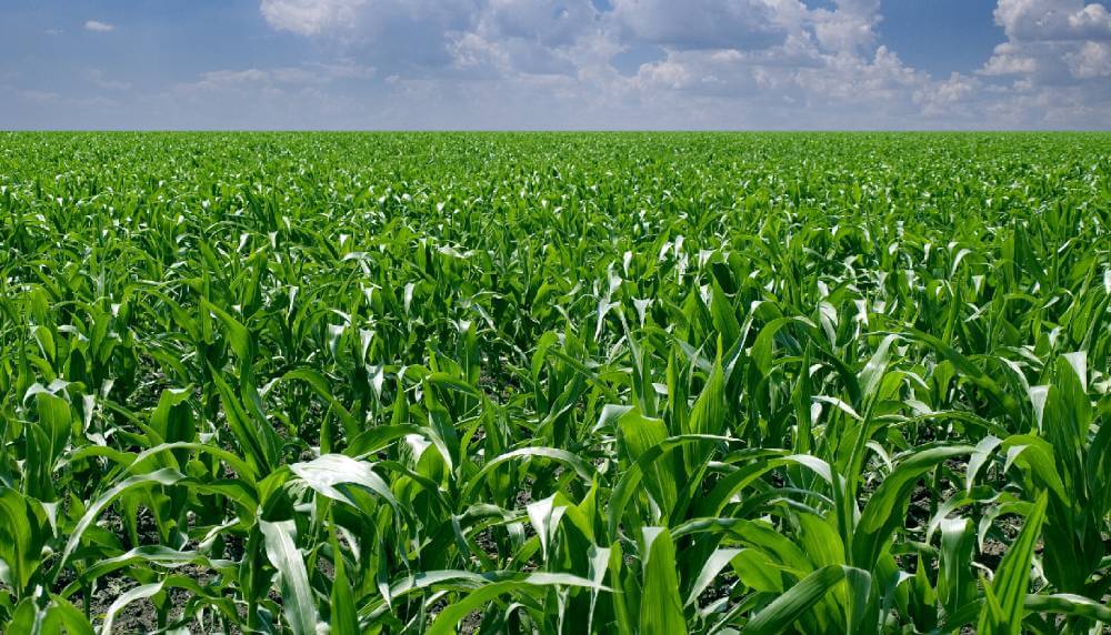 Biopesticidas: la alternativa saludable para la protección de los cultivos