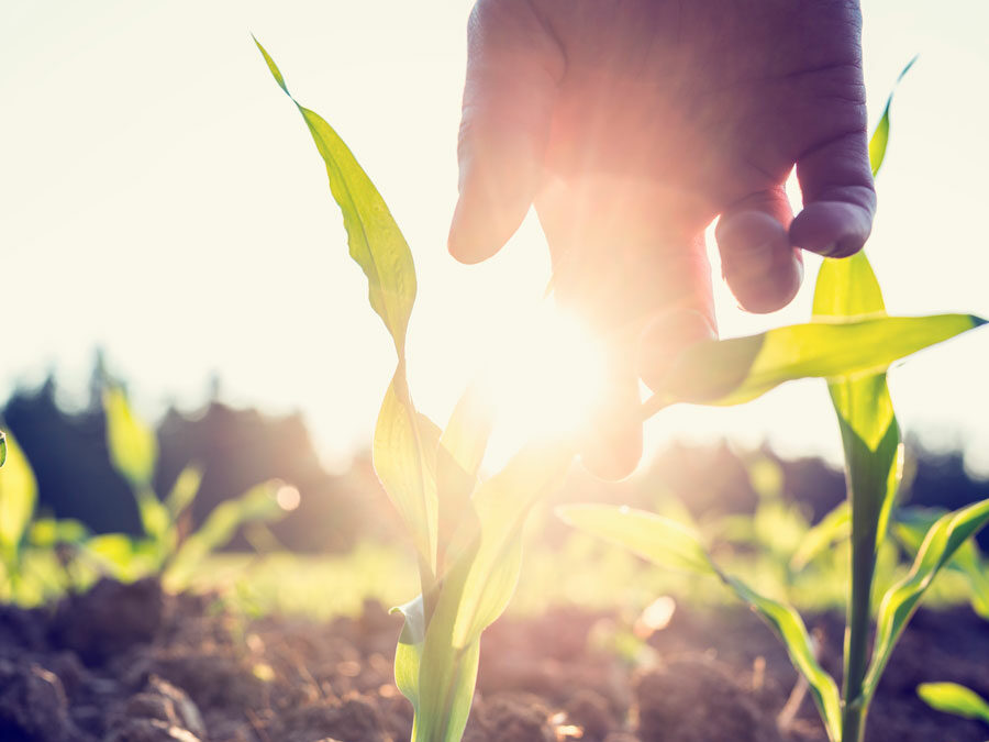 pros y contras de la agricultura ecológica